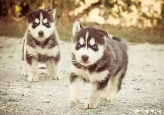 西伯利亚雪橇犬哈士奇白牙,西伯利亚雪橇犬哈士奇解说视频