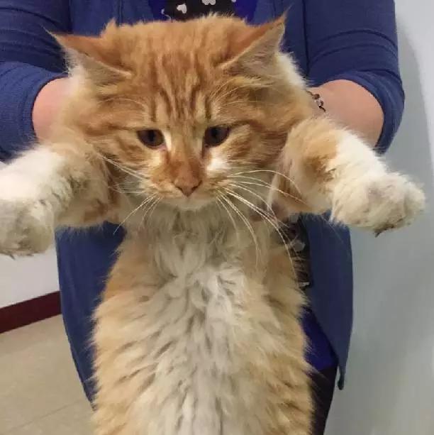 2021年上海领养狗狗,上海领养小动物的地方