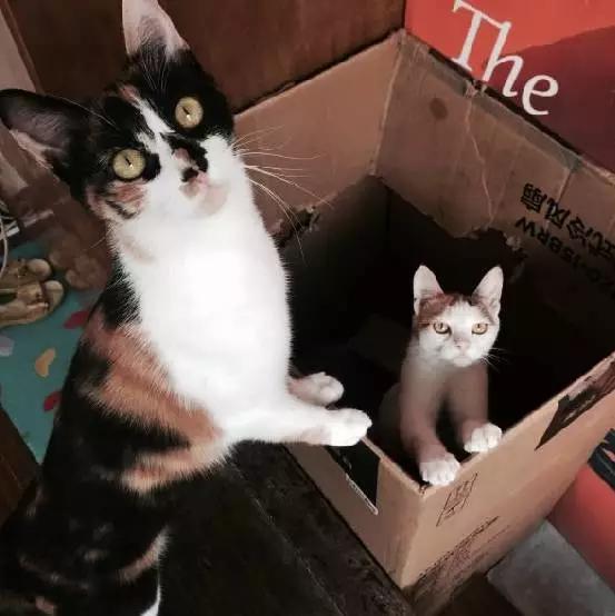 2021年上海领养狗狗,上海领养小动物的地方