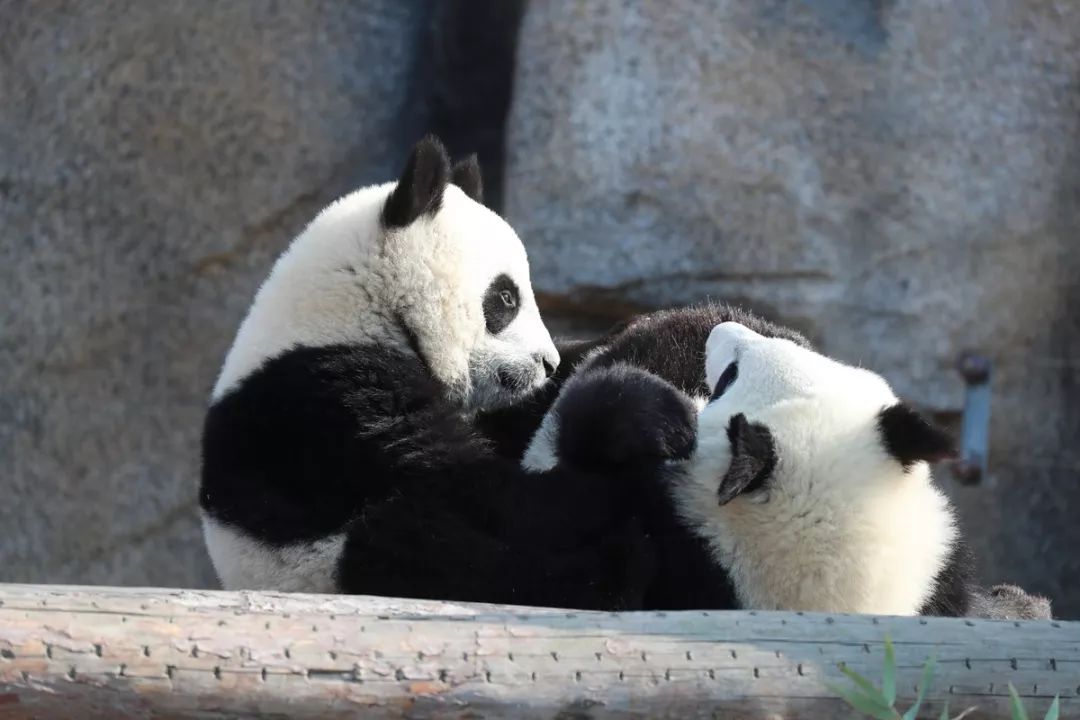 一年只有一次能进入的景点,办年票可以去哪些景区