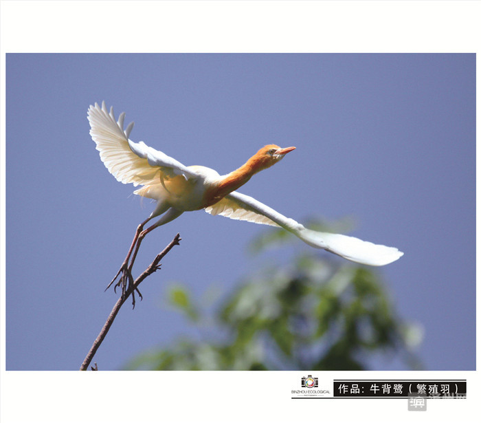 爱拍鸟儿的张教授