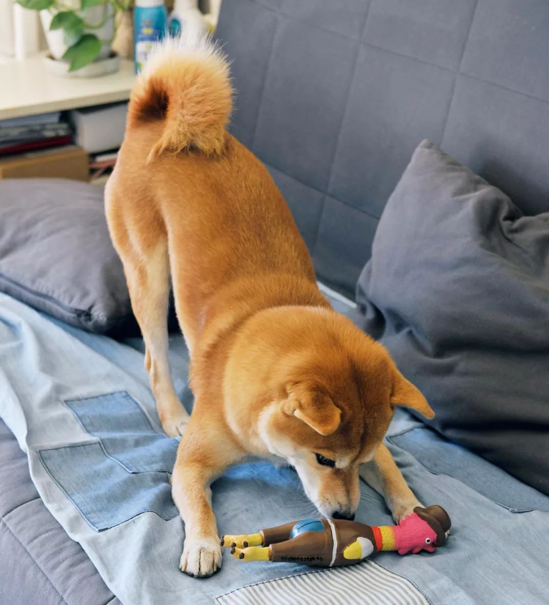 柴犬实测7款玩具：网络上的热门款玩具适合它玩耍吗？