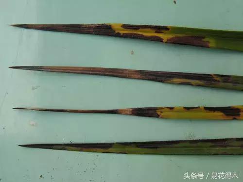 花卉黄叶怎么处理最简单的方法,让花卉快速生长不黄叶的小方法