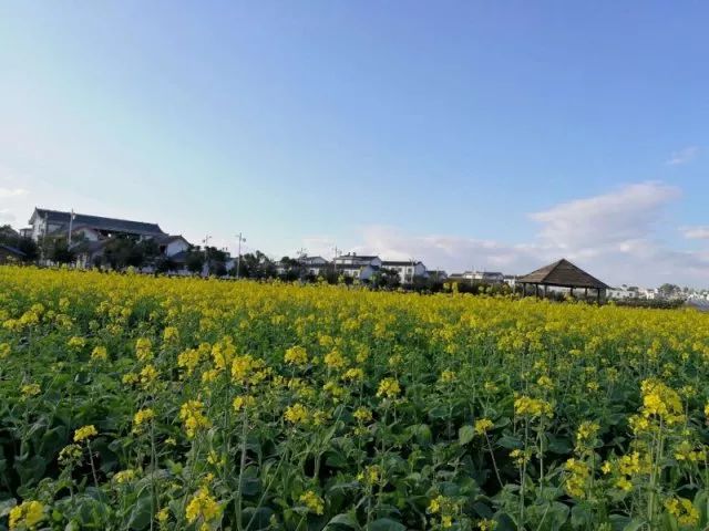 尼苏油菜花,快来打卡油菜花