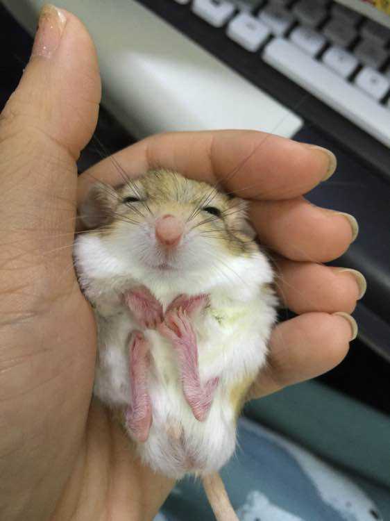 你适合养什么宠物小测试,你知道你自己最合适养什么宠物吗