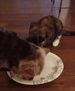 “不反击喵星人的狗不是一只好汪”，来让我们一起为这些勇士鼓掌