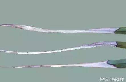 花卉黄叶怎么处理最简单的方法,让花卉快速生长不黄叶的小方法