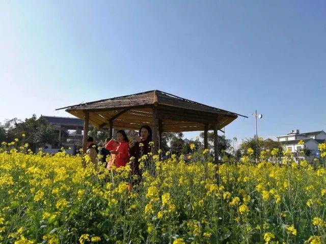 蒙自尼苏小镇有油菜花吗,蒙自尼苏小镇现在有花吗