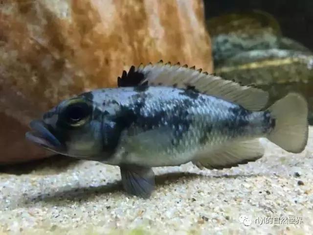 「鱼标本戏说非洲慈鲷」第二章:威严庄重的坦湖酋长——大型炮弹