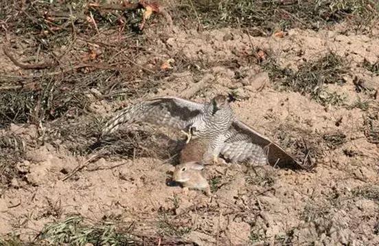 农村大爷养两只红腹锦鸡,农村大爷养五只羊