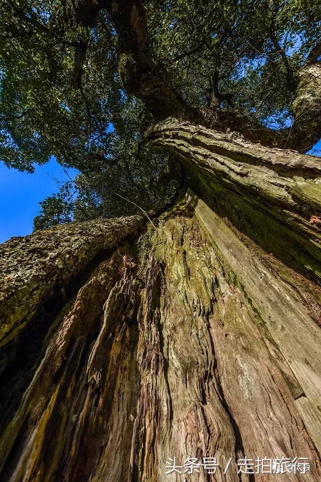 无门票丨这些不该被遗忘的泾县古村，宣纸村与世外桃源......