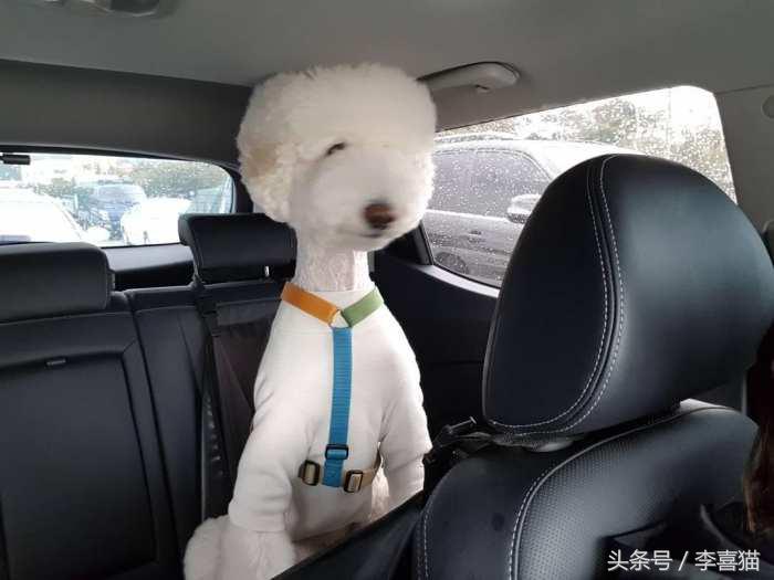 贵宾抱抱熊,抱抱熊特大深红色