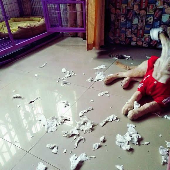 花了600买一只羊,花600买了只猫