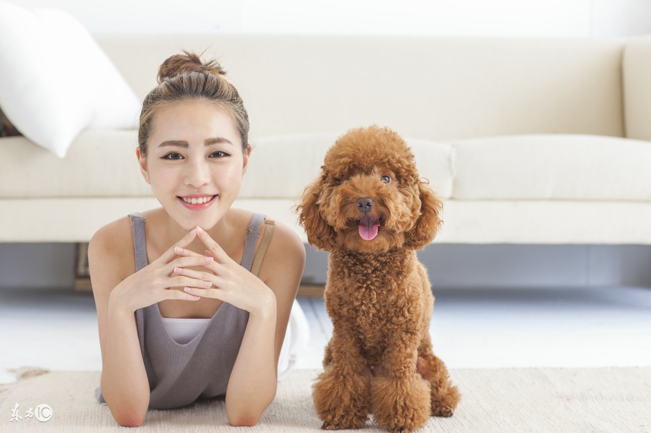 狗狗常见病症状及急救方法,简单易学的狗狗急救方法