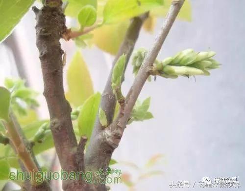 乌饭树做盆景教程,大叶乌饭树和小叶乌饭树都开花吗