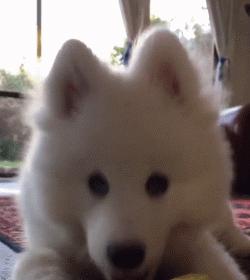 微笑天使萨摩耶，汪星人知名组合雪橇三傻中的一股清流！