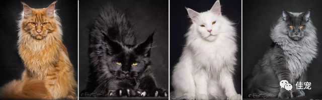 怎么选好的缅因猫,7000的缅因猫vs10000的缅因猫