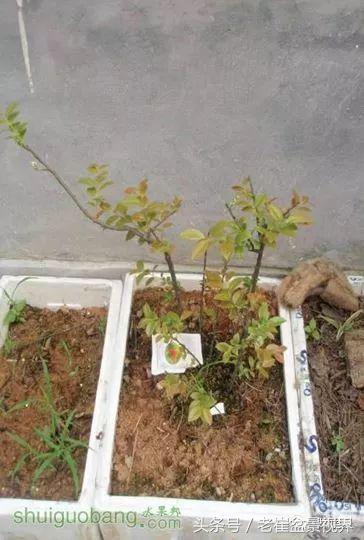 乌饭树做盆景教程,大叶乌饭树和小叶乌饭树都开花吗