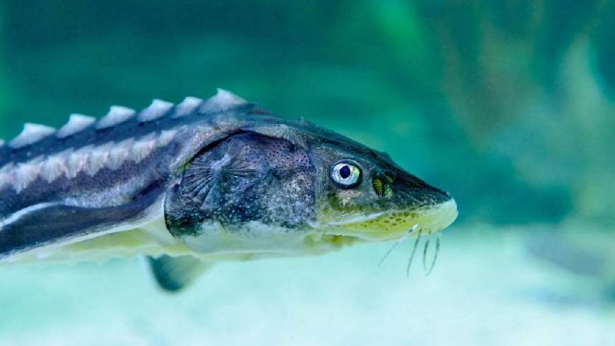 如何正确选择一款属于自己的路亚,有哪些路亚鱼饵比较适合新手