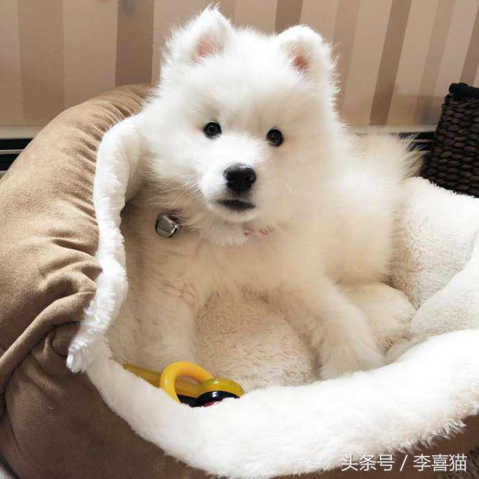 微笑天使萨摩耶，汪星人知名组合雪橇三傻中的一股清流！