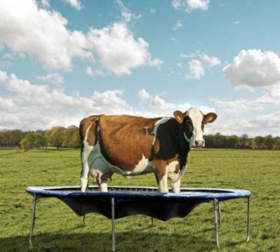 ps怎么用奶牛的斑点,ps如何调整牛肉颜色