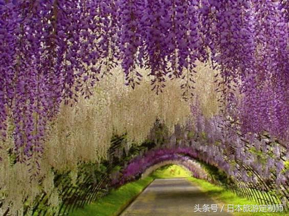 日本浪漫樱花之旅,日本樱花之旅