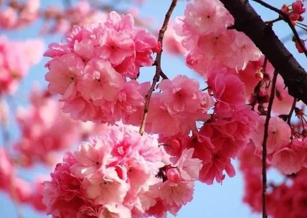 去日本看樱花攻略,去日本看樱花的攻略