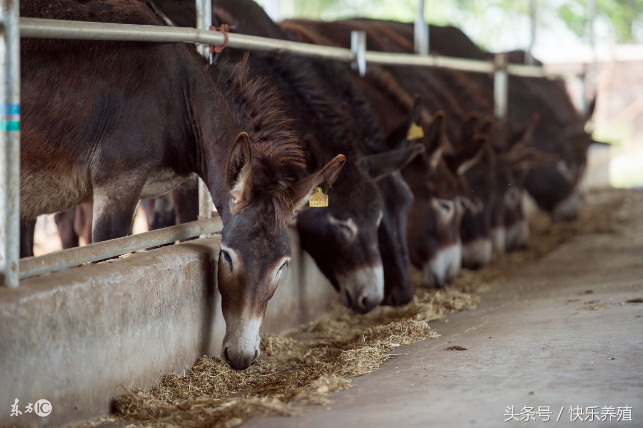 驴价多少可以养驴,养一头驴的成本与利润