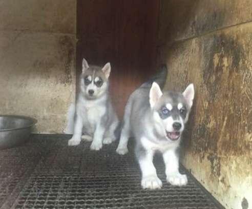 纯种哈士奇是什么颜色,纯种哈士奇眼睛是什么样子的