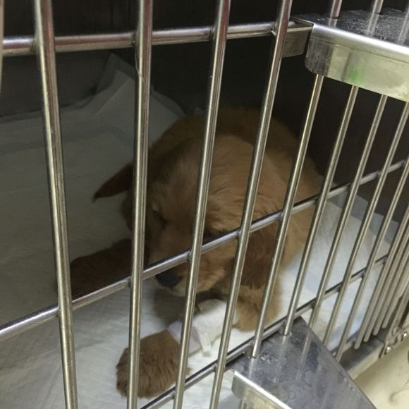 金毛8个月得了细小自救,两个月狗狗得了细小和冠状