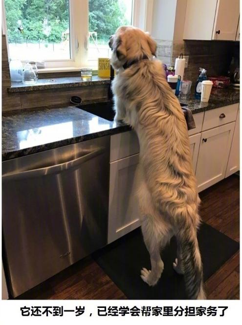 狗狗真好,情多话少——今天来吸吸狗吧~