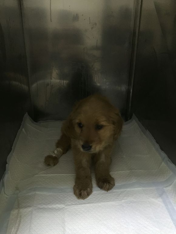 金毛8个月得了细小自救,两个月狗狗得了细小和冠状