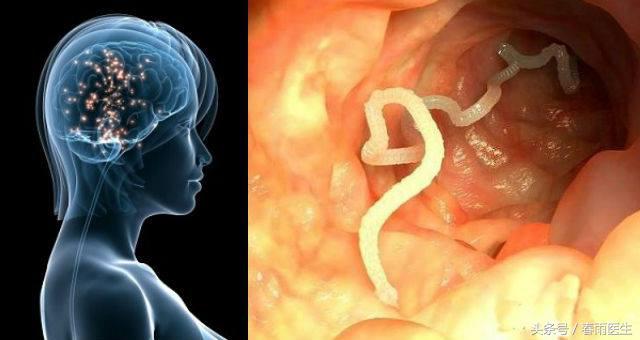 旅行青蛙的100种吃法,怎么给旅游青蛙喂饭