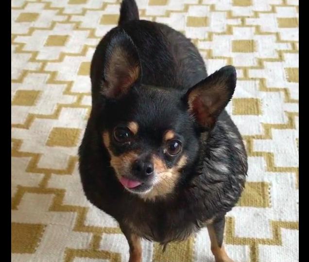 为什么吉娃娃那么容易胖,吉娃娃太胖