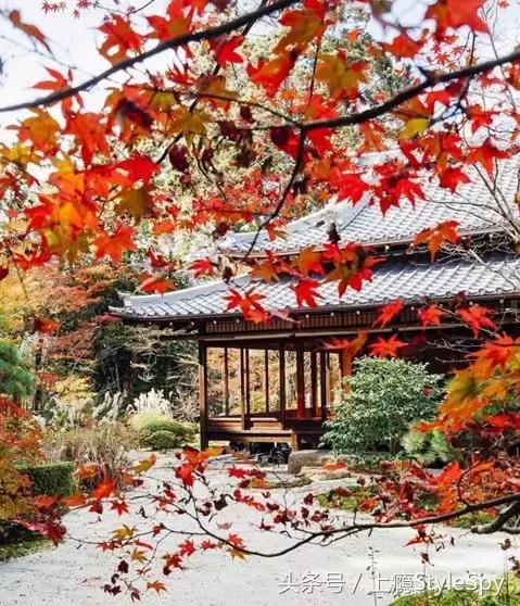 杨树林口红哪个色号适合黄干皮,黄皮杨树林口红色号推荐