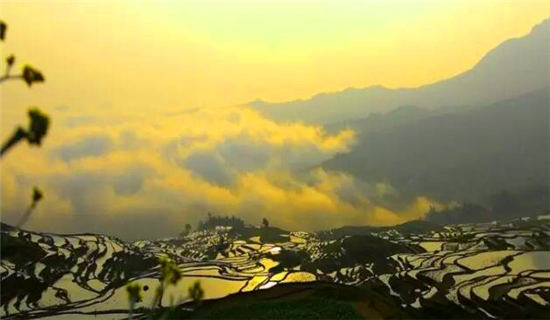 落地自驾云贵黄果树瀑布罗平油菜花元阳梯田西双版纳11日游