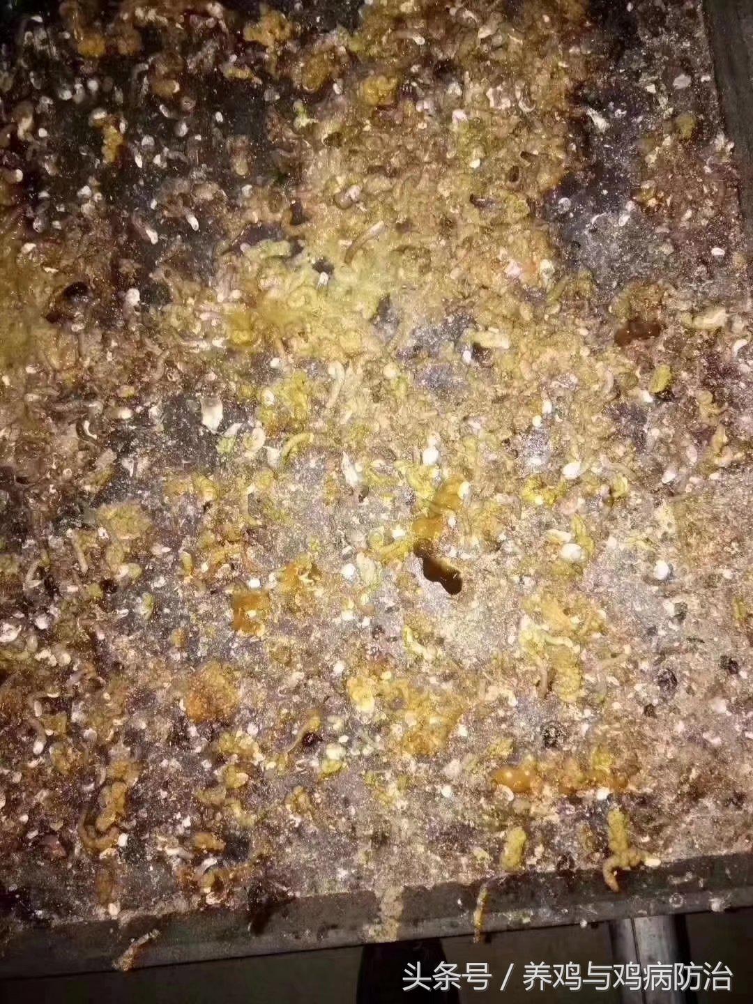 养鸡对肠道好吗,养鸡最好的肠道药