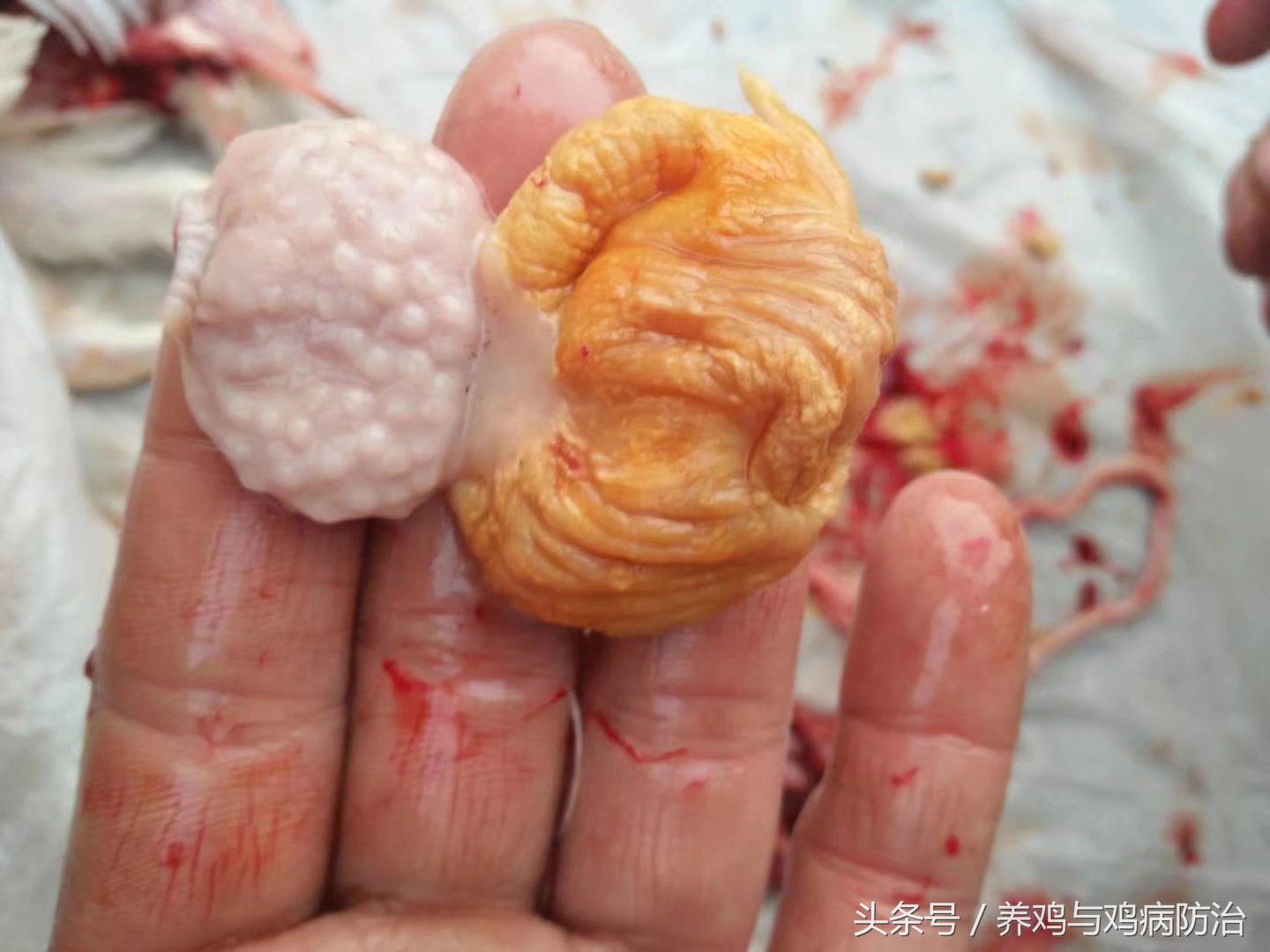 养鸡对肠道好吗,养鸡最好的肠道药