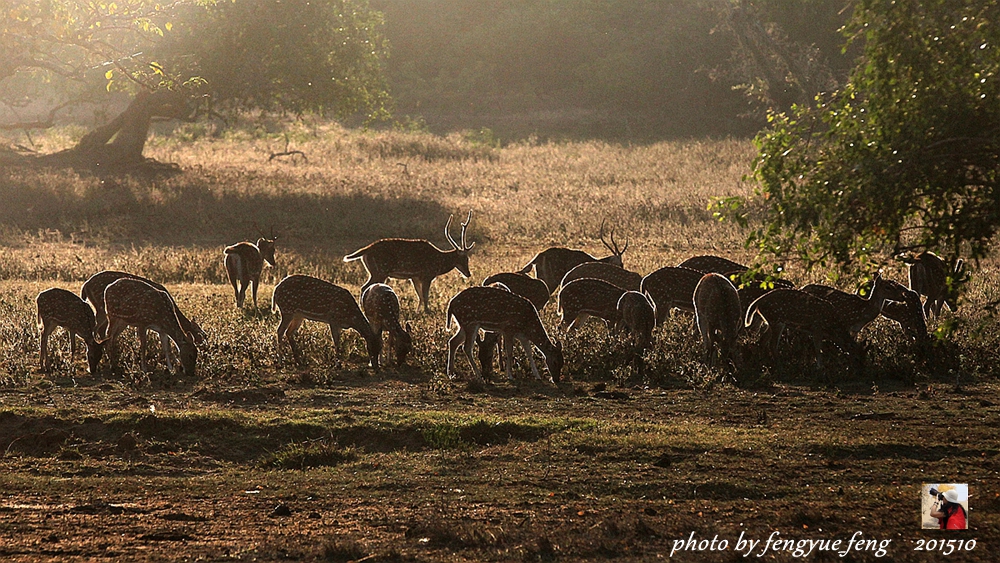 斯里兰卡旅游景点视频全集,斯里兰卡咋去