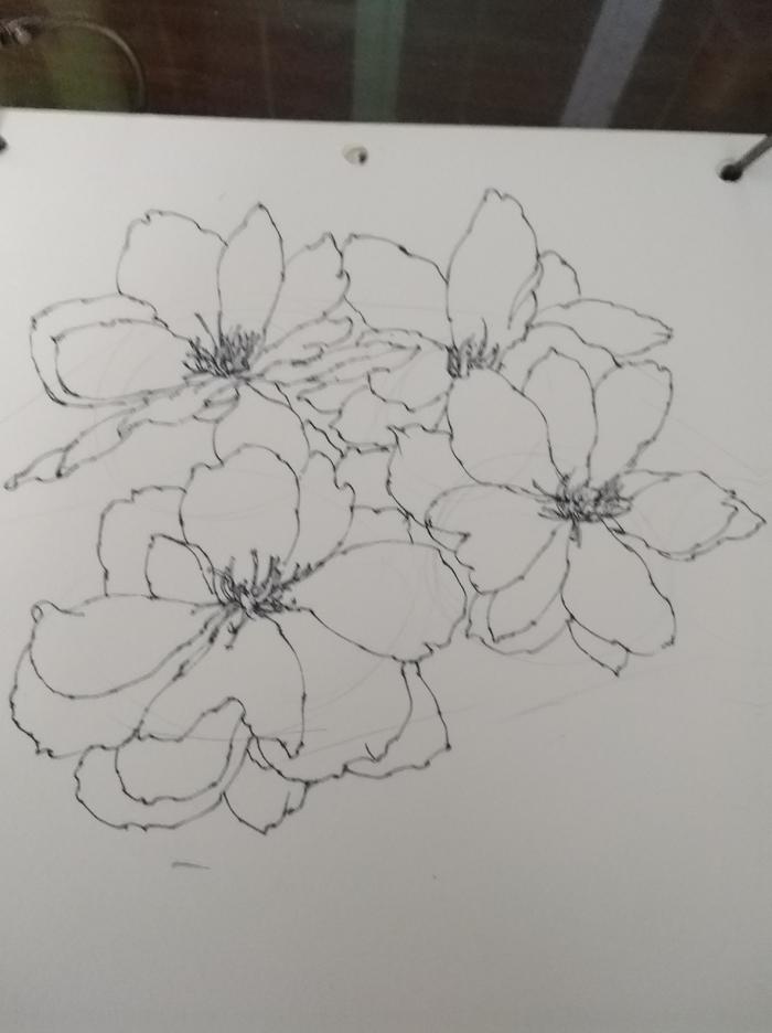 「手绘」河津樱花针管笔稿步骤