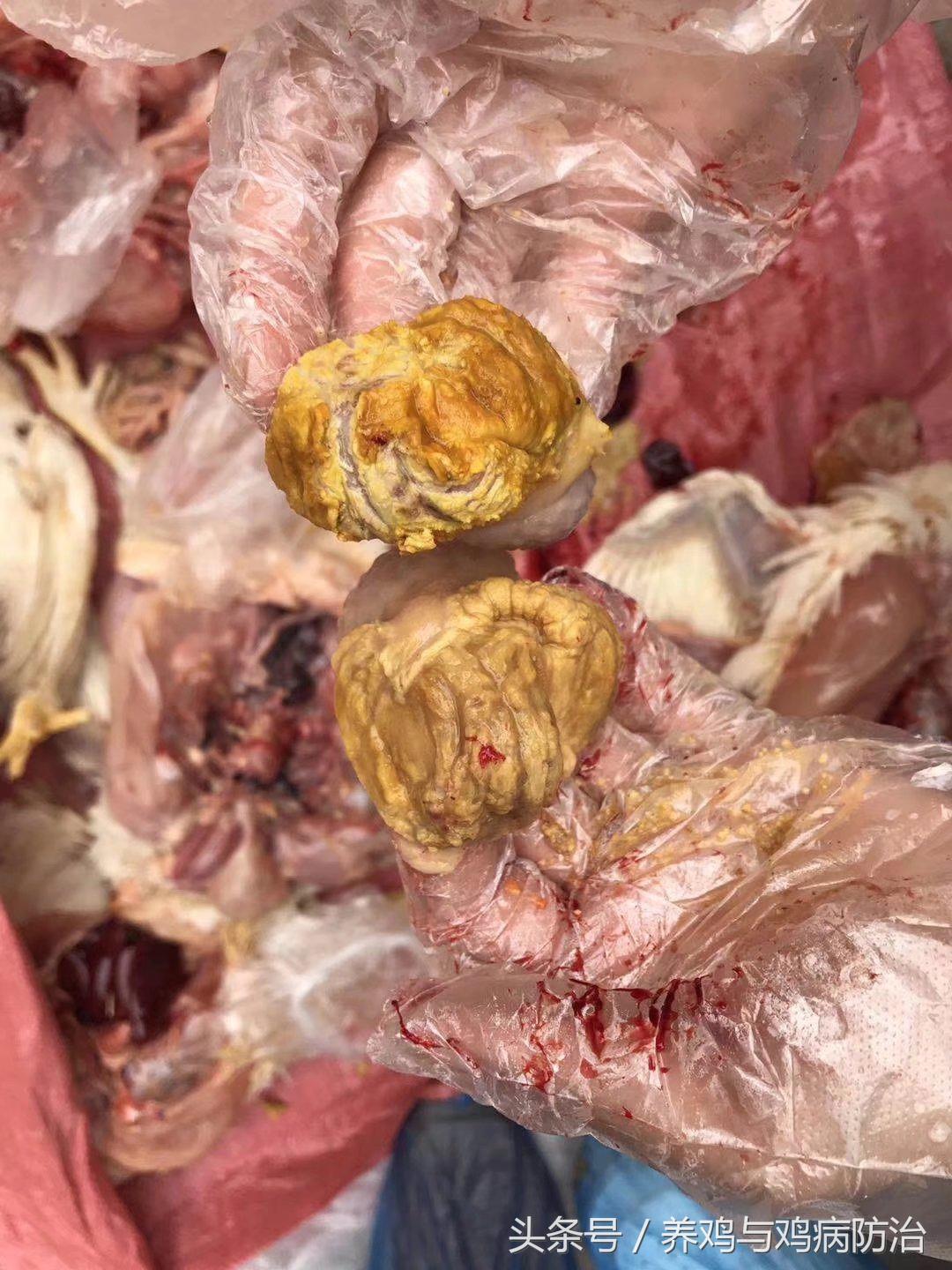 养鸡对肠道好吗,养鸡最好的肠道药