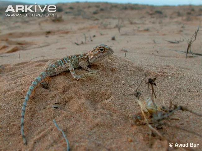 蓝色鬃狮蜥蜴稀有吗,鬃狮蜥黄系对比