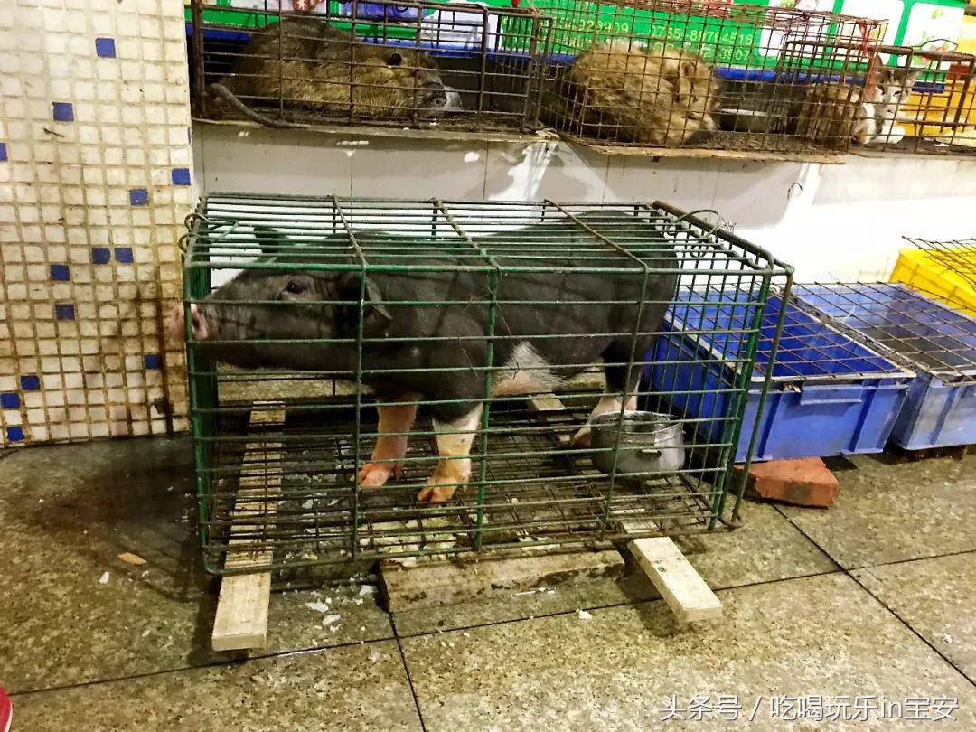 深圳螃蟹哪里买的最便宜,路林海鲜市场螃蟹