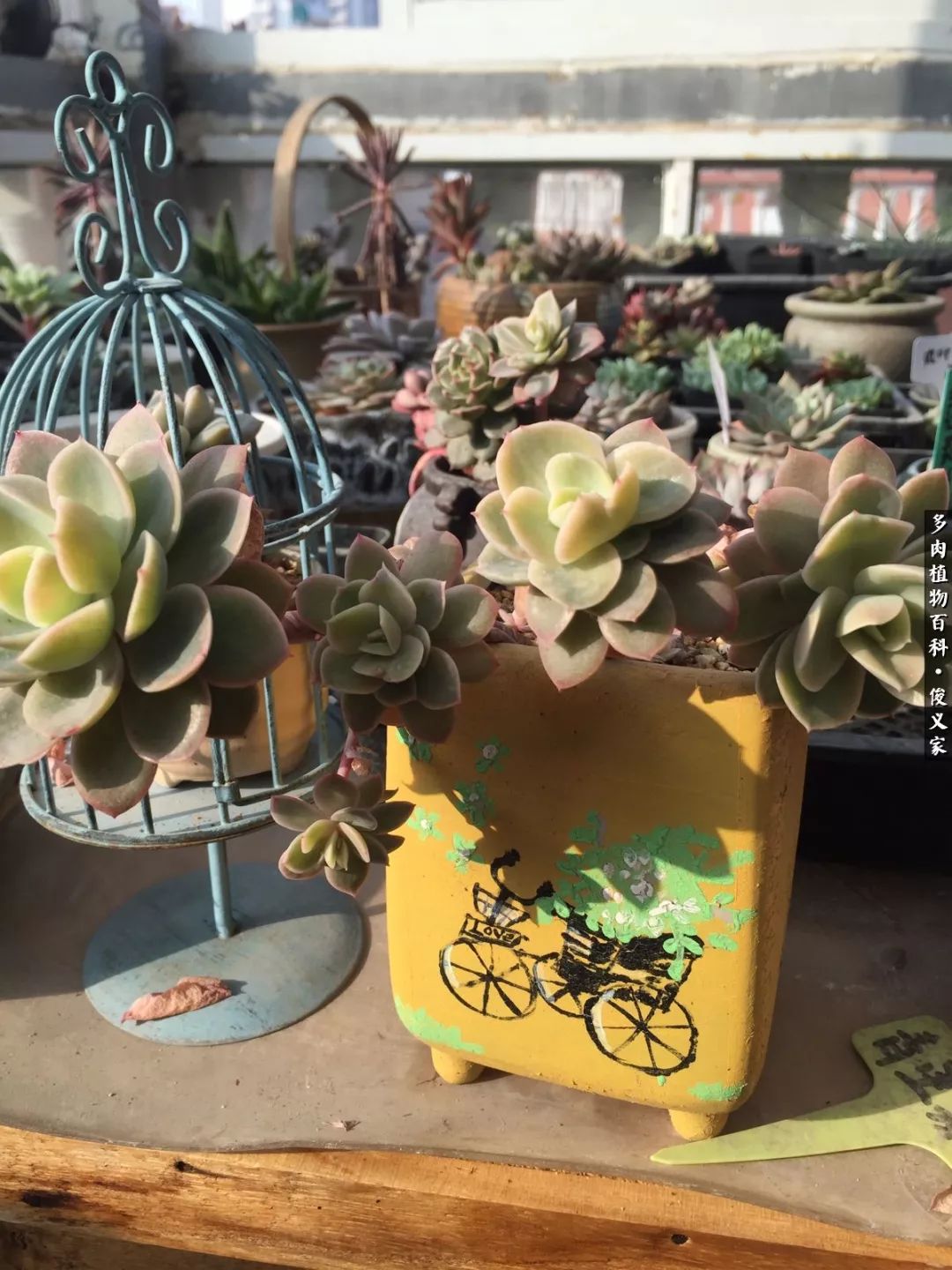 遇见你真是很幸运,遇见你真的很幸运下一句