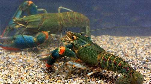 距离过年仅剩15天，营养学家支招买年货：春运如何把海鲜带回家