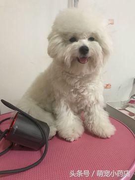 茶杯比熊犬几个月能美容,比熊犬的美容方法