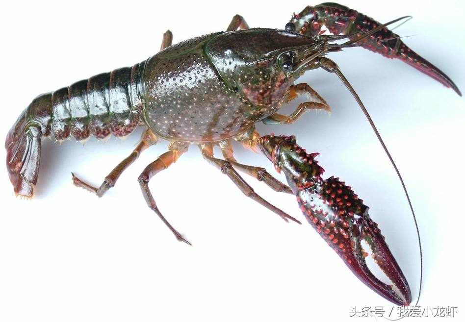 盱眙养殖龙虾赚钱,龙虾养殖是否赚钱
