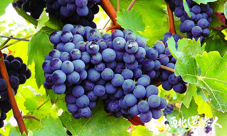 葡萄园管理方法视频,葡萄园套袋手法