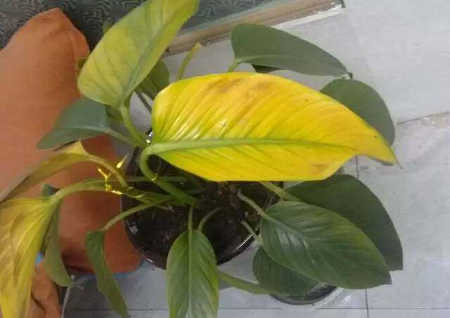 花草树木叶子发黄是什么原因,冬天为什么花卉叶子会发黄