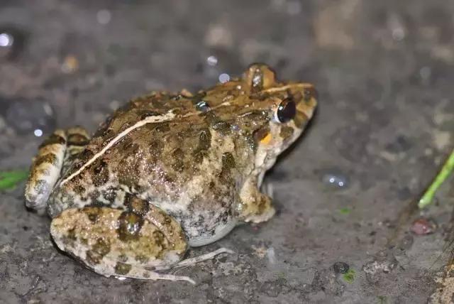 农村乡下水里的这些野货，你小时候有没有捉过？觉得好吃吗？